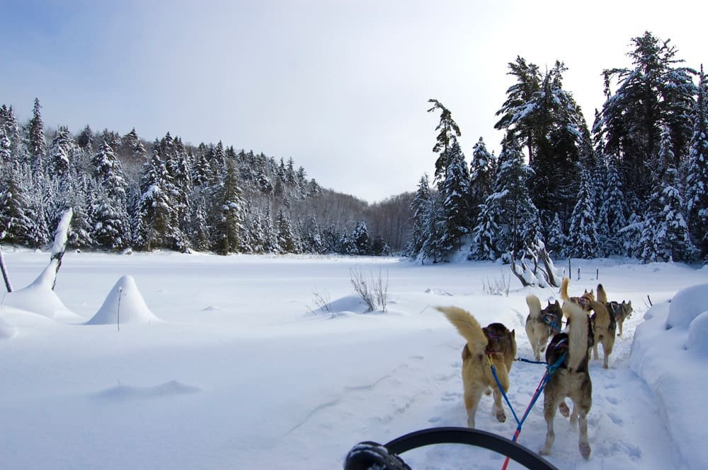 A team of sled dogs running through snow-covered woodland