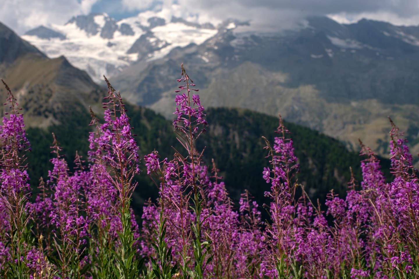 Fireweed in flower on a high pasture below the Gran Paradiso peaks