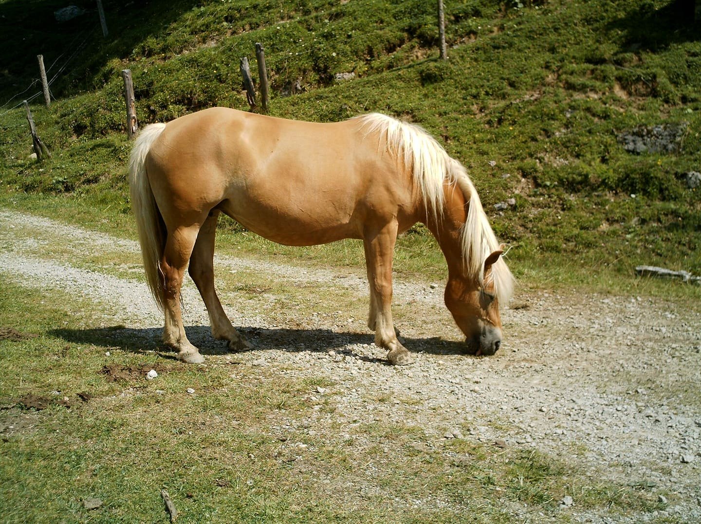 Un cavallo di razza Haflinger al pascolo su un alpeggio
