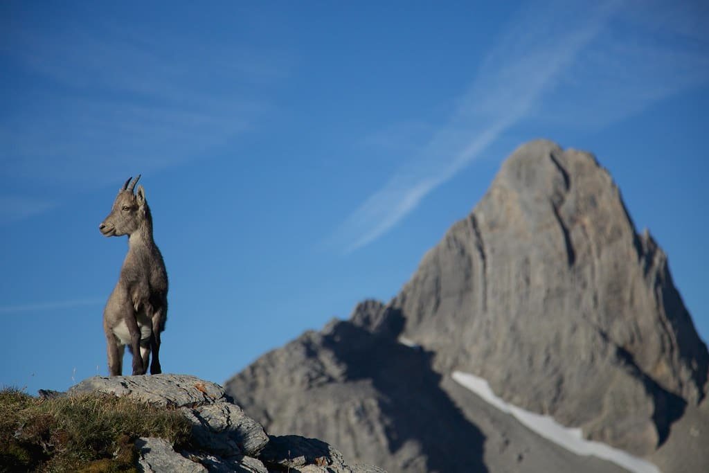 An Alpine ibex standing on a rock outcrop against a mountain face