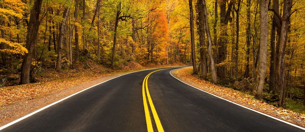 Una strada vuota che curva dentro un bosco nei colori dell’autunno