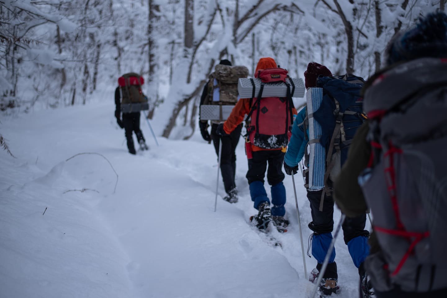 A group snowshoeing in single file through a snow-covered forest