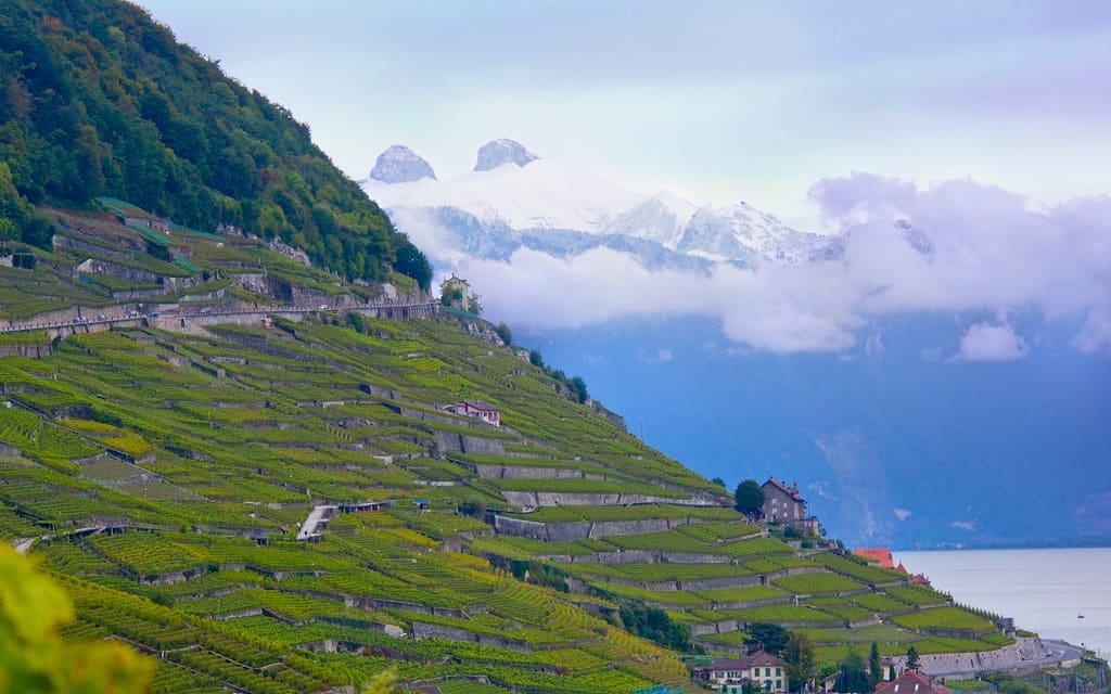 Terraced vineyards climbing a steep slope beneath mountains